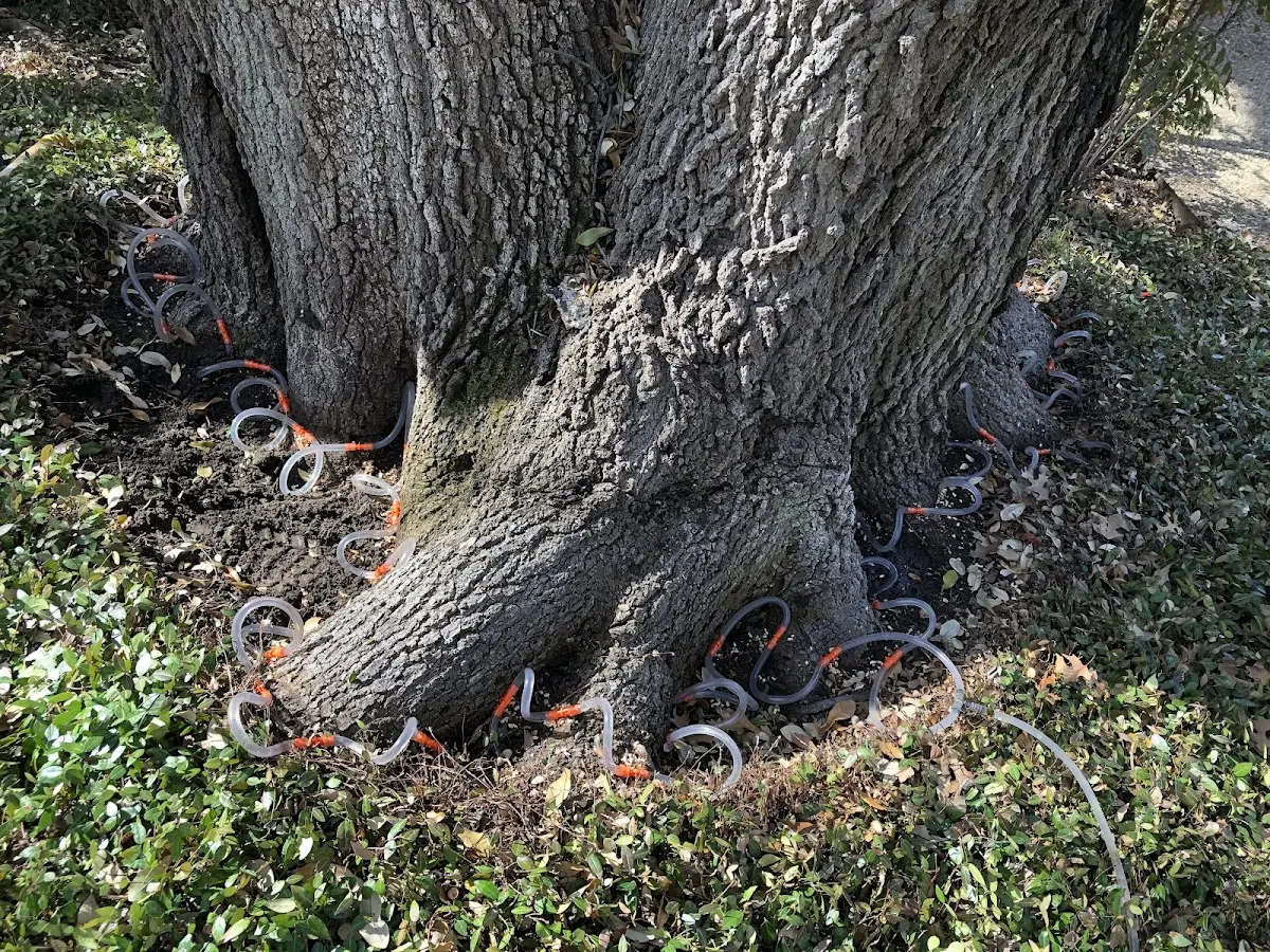 Detailed Tree Cabling and Bracing job site in Keuka Park