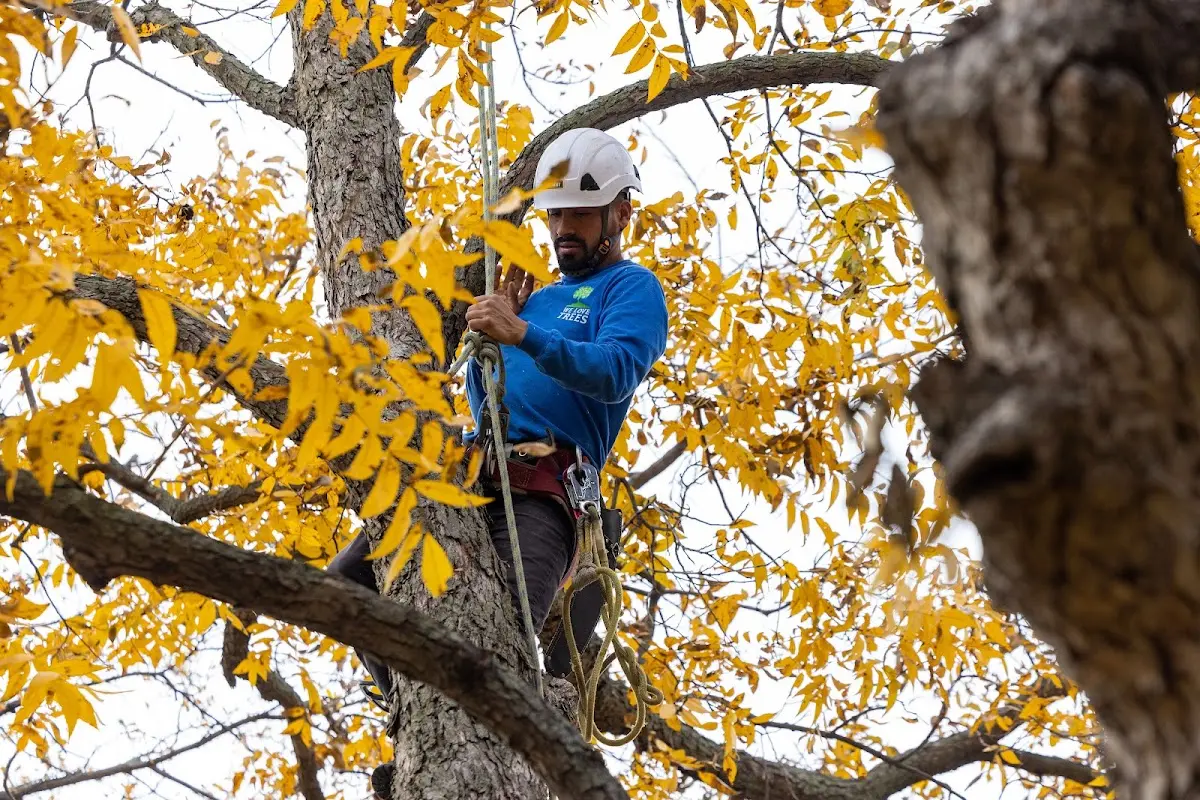 Skilled Tree Pruning crew working in Keuka Park