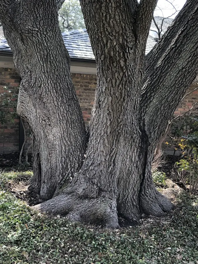 Mature heritage tree close to a Keuka Park property cared for by certified arborists